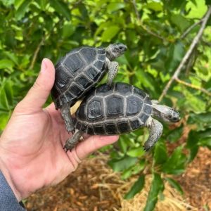 Aldabra Tortoise juveniles
