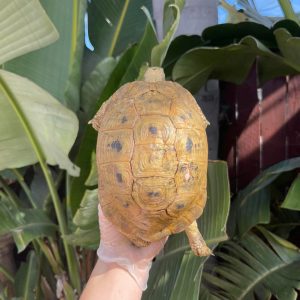 Golden Greek tortoise female