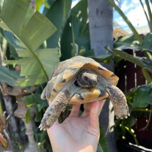 Marginated tortoise female