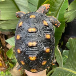 Cherryhead female