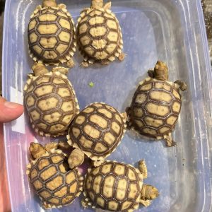 Sulcata hatchings
