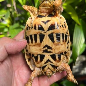 Indian star hatchlings