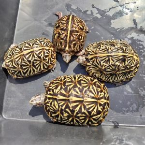 Florida box turtle's