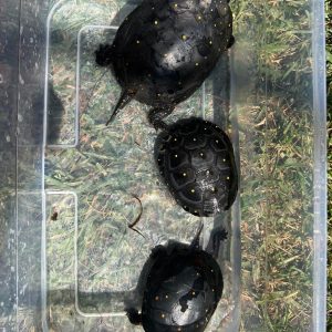 Spotted turtles