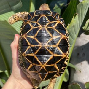 Burmese Star adults and hatchlings