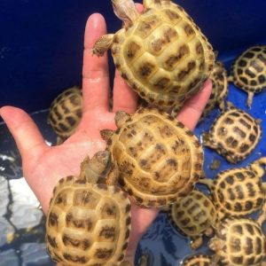 Russian tortoises