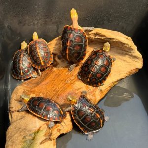 Chinese box turtle