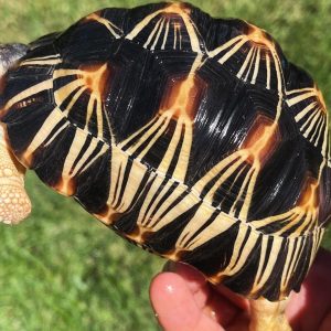 Radiated tortoise