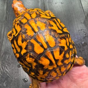 Eastern box turtles