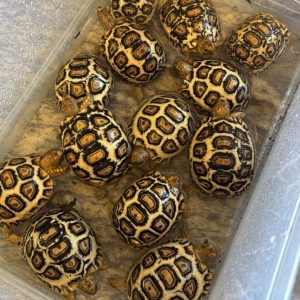 Highwhite leopard juveniles